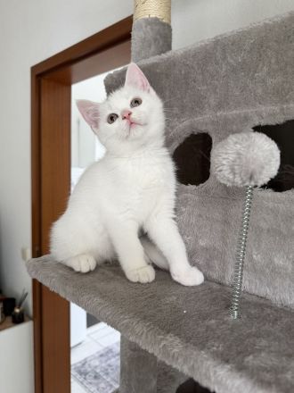 der letzte Schatz ist noch auf der Suche -BKH Kitten