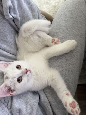 der letzte Schatz ist noch auf der Suche -BKH Kitten