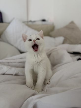 der letzte Schatz ist noch auf der Suche -BKH Kitten