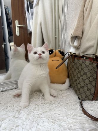 der letzte Schatz ist noch auf der Suche -BKH Kitten