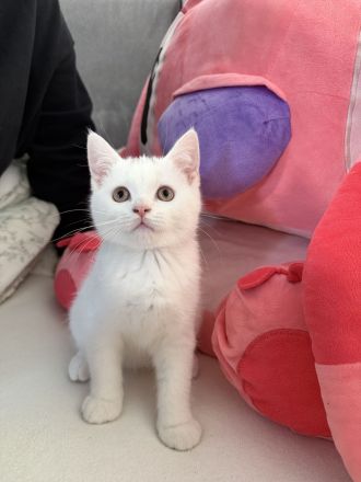 der letzte Schatz ist noch auf der Suche -BKH Kitten