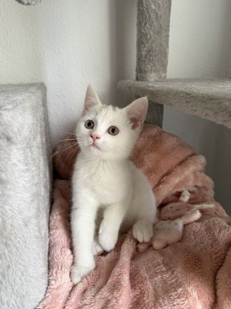 der letzte Schatz ist noch auf der Suche -BKH Kitten