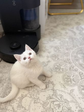 der letzte Schatz ist noch auf der Suche -BKH Kitten