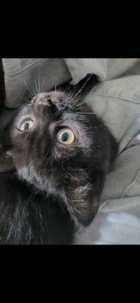 Süßer kater sucht neues zuhause- ab sofort abholbar