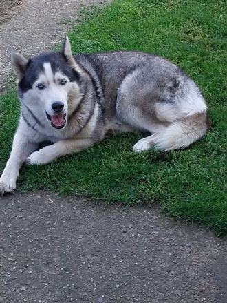 Liebe Husky - Hündin sucht neues Zuhause