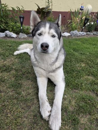 Liebe Husky - Hündin sucht neues Zuhause