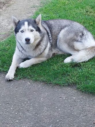 Liebe Husky - Hündin sucht neues Zuhause