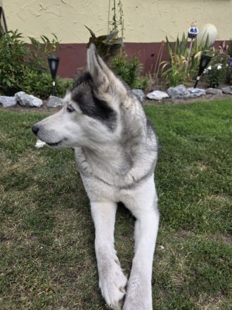 Liebe Husky - Hündin sucht neues Zuhause