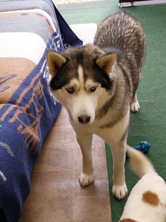Liebe Husky - Hündin sucht neues Zuhause