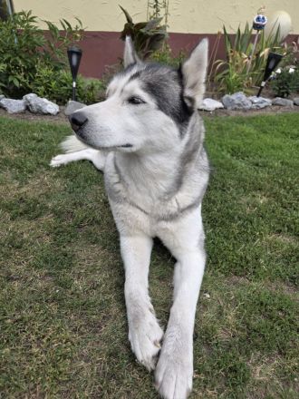 Liebe Husky - Hündin sucht neues Zuhause