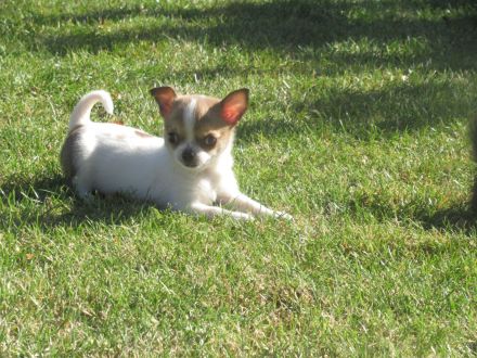 Chihuahua Welpen