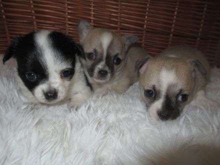 Chihuahua Welpen