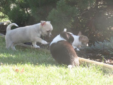 Chihuahua Welpen