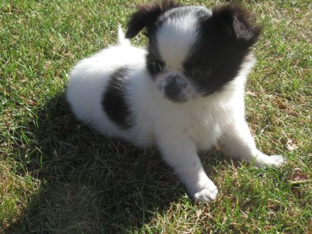 Chihuahua Welpen