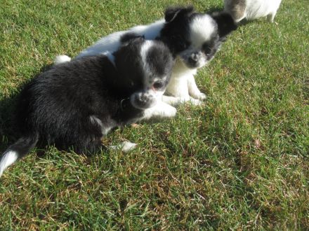 Chihuahua Welpen