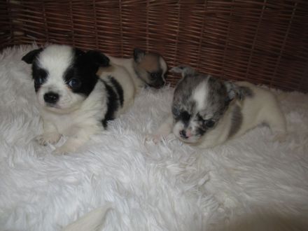 Chihuahua Welpen