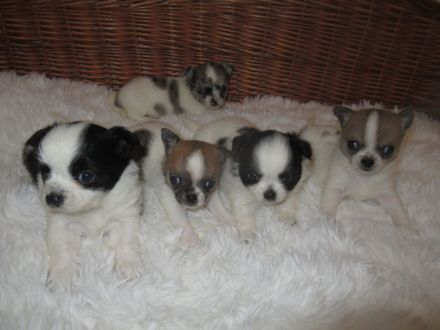 Chihuahua Welpen