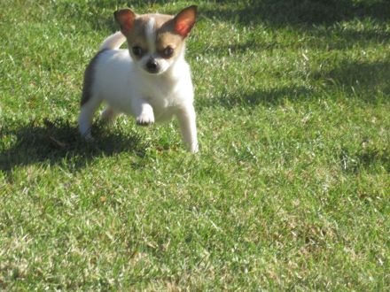 Chihuahua Welpen