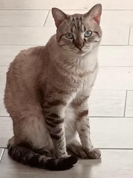 Bartolo