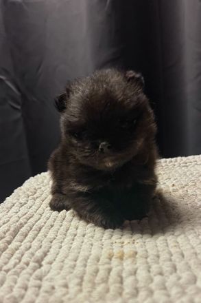 Deutscher Zwergspitz-/Pomeranian Welpe
