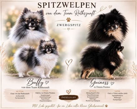 Deutsche Zwergspitz-/Pomeranian Welpen
