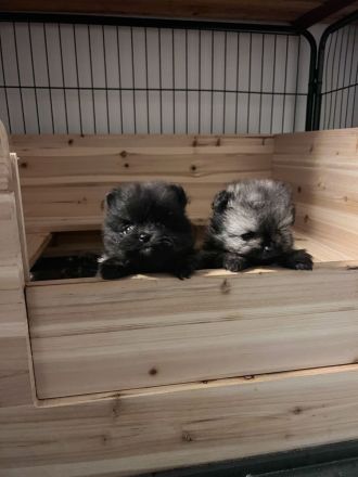 Deutscher Zwergspitz-/Pomeranian Welpe