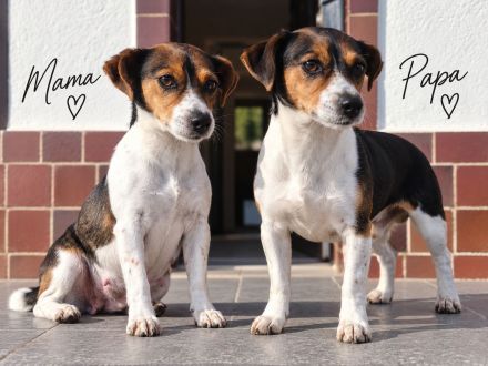 Jack Russel Terrier