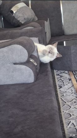 Britisch Kurzhaar Katze in liebevolle Hände abzugeben