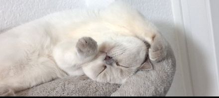 Britisch Kurzhaar Katze in liebevolle Hände abzugeben