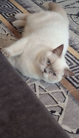 Britisch Kurzhaar Katze in liebevolle Hände abzugeben