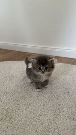 Britisch Langhaar Kitten suchen ein liebevolles Zuhause - Ragdoll&BLH mix