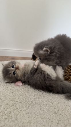 Britisch Langhaar Kitten suchen ein liebevolles Zuhause - Ragdoll&BLH mix