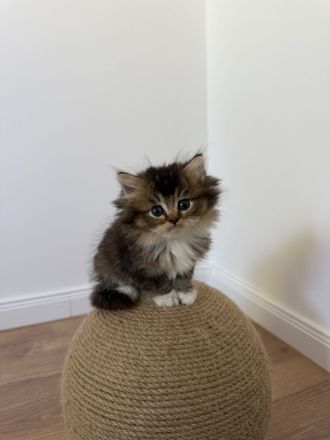 Britisch Langhaar Kitten suchen ein liebevolles Zuhause - Ragdoll&BLH mix