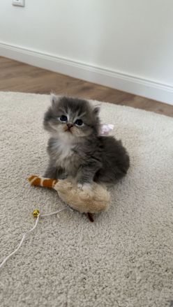 Britisch Langhaar Kitten suchen ein liebevolles Zuhause - Ragdoll&BLH mix