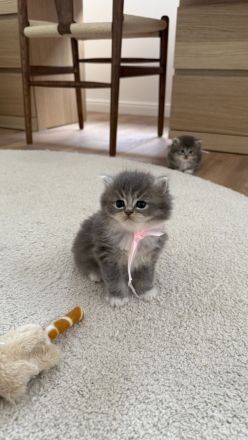 Britisch Langhaar Kitten suchen ein liebevolles Zuhause - Ragdoll&BLH mix