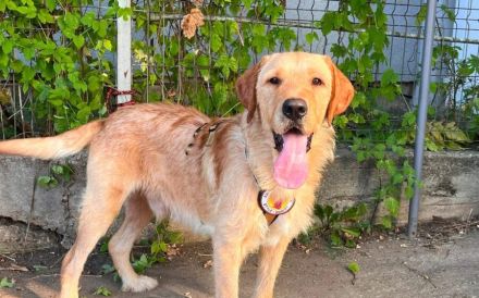 Ruhiges und sanftes Zuhause für Marli gesucht