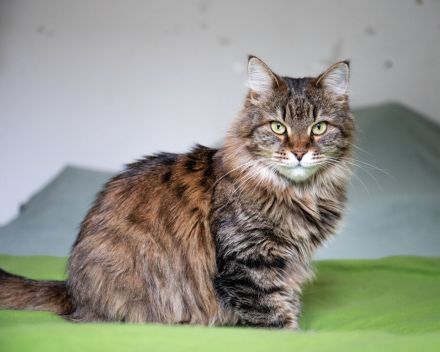 Eine junge Katze Kate mit einem buschigen Schwanz