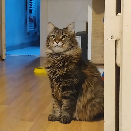 Eine junge Katze Kate mit einem buschigen Schwanz