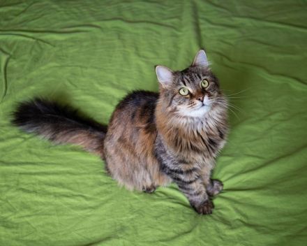 Eine junge Katze Kate mit einem buschigen Schwanz