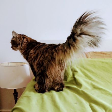 Eine junge Katze Kate mit einem buschigen Schwanz
