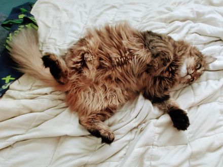 Eine junge Katze Kate mit einem buschigen Schwanz
