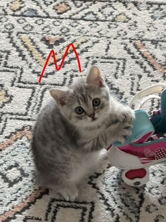 Süße Katzenbabys suchen ein liebevolles Zuhause auf Lebenszeit
