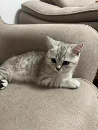 Süße Katzenbaby sucht ein liebevolles Zuhause auf Lebenszeit