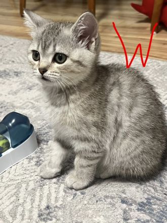 Süße Katzenbabys suchen ein liebevolles Zuhause auf Lebenszeit