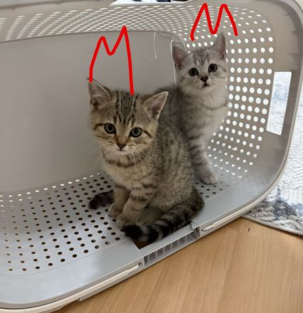 Süße Katzenbabys suchen ein liebevolles Zuhause auf Lebenszeit