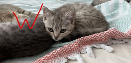 Süße Katzenbabys suchen ein liebevolles Zuhause auf Lebenszeit