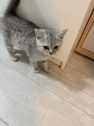 Süße Katzenbaby sucht ein liebevolles Zuhause auf Lebenszeit