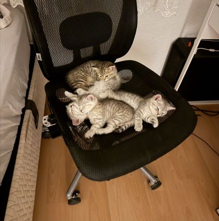 Süße Katzenbabys suchen ein liebevolles Zuhause auf Lebenszeit