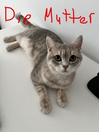 Süße Katzenbaby sucht ein liebevolles Zuhause auf Lebenszeit