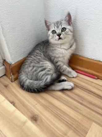 Süße Katzenbaby sucht ein liebevolles Zuhause auf Lebenszeit